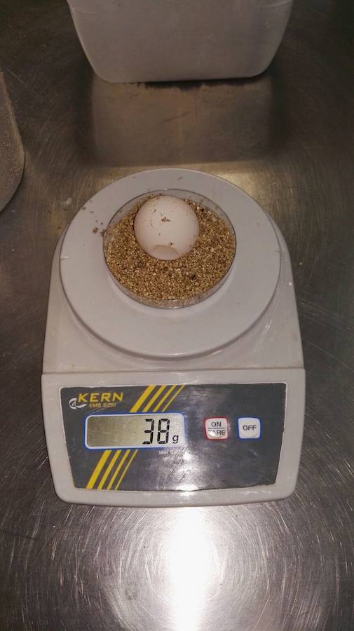 Encuentran una tortuga desovando en un playa de Sueca