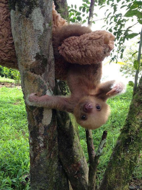 Los bebés perezosos más tiernos del planeta