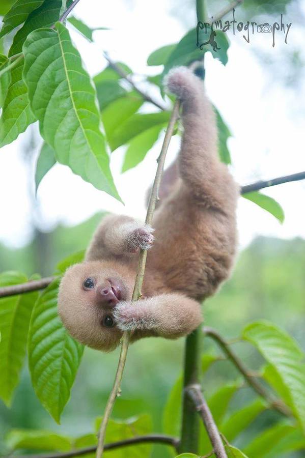 Los bebés perezosos más tiernos del planeta