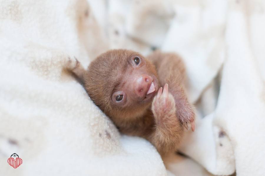 Los bebés perezosos más tiernos del planeta