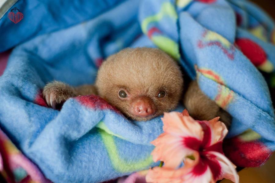 Los bebés perezosos más tiernos del planeta