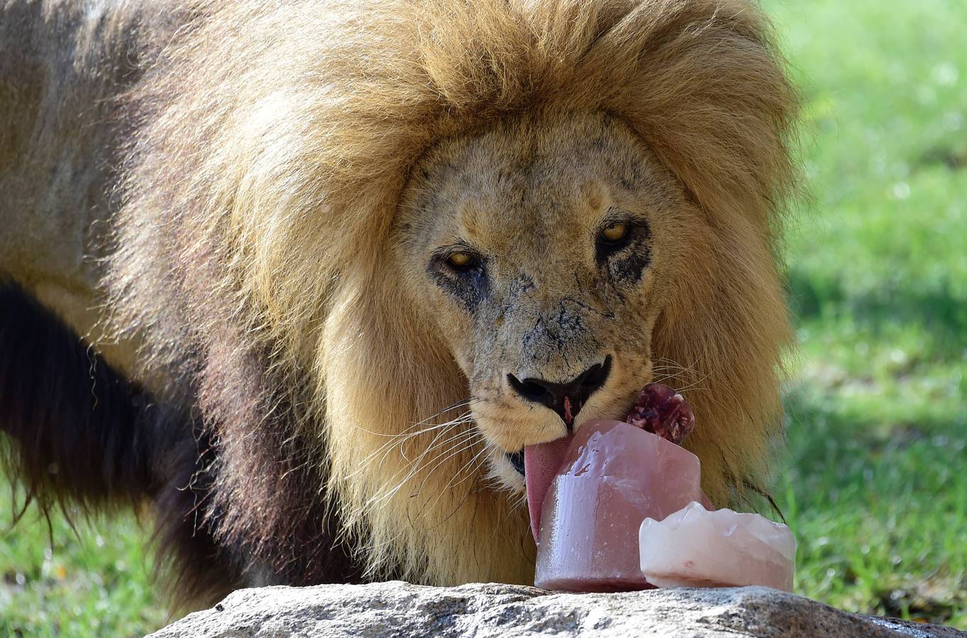 Fotos de los animales del Bioparc de Valencia en verano