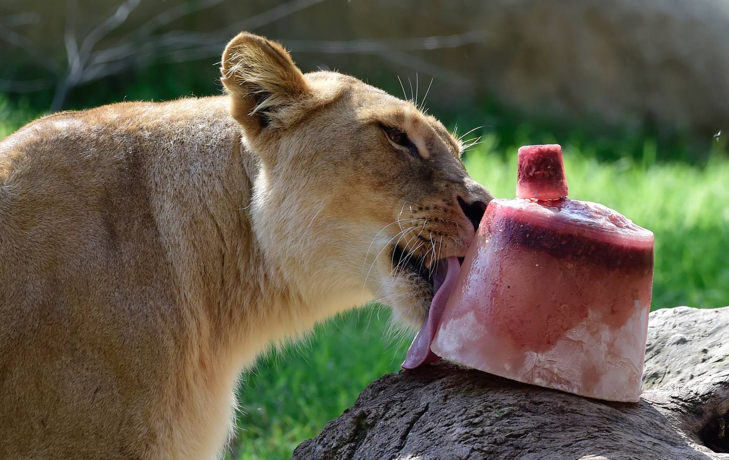 Fotos de los animales del Bioparc de Valencia en verano