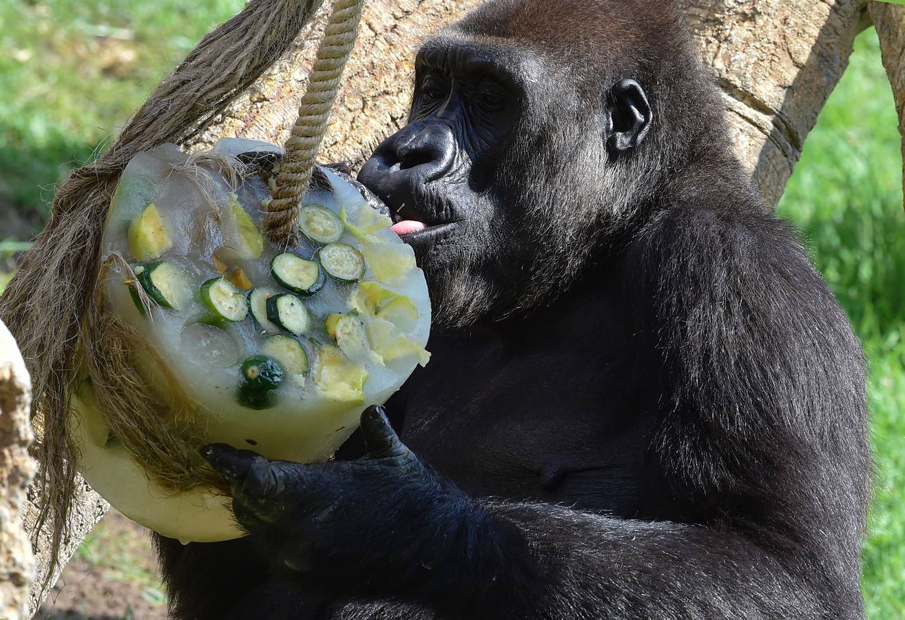 Fotos de los animales del Bioparc de Valencia en verano