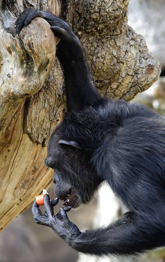 Fotos de los animales del Bioparc de Valencia en verano