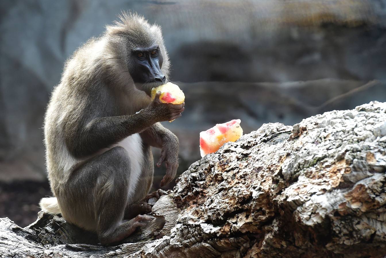 Fotos de los animales del Bioparc de Valencia en verano