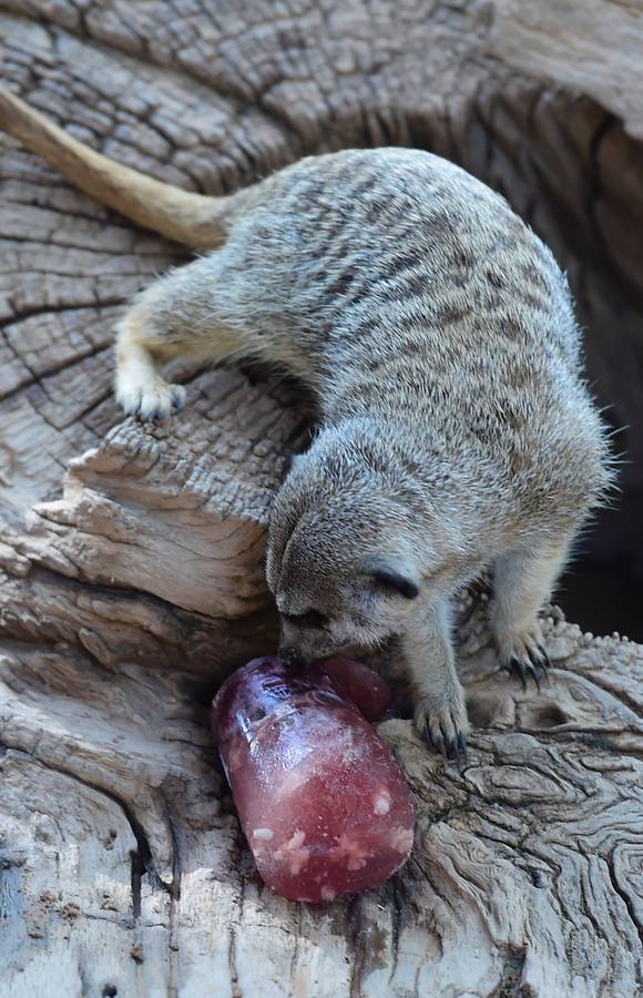 Fotos de los animales del Bioparc de Valencia en verano
