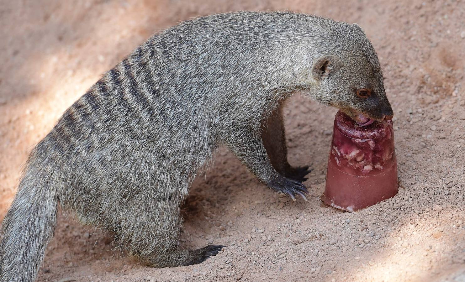 Fotos de los animales del Bioparc de Valencia en verano