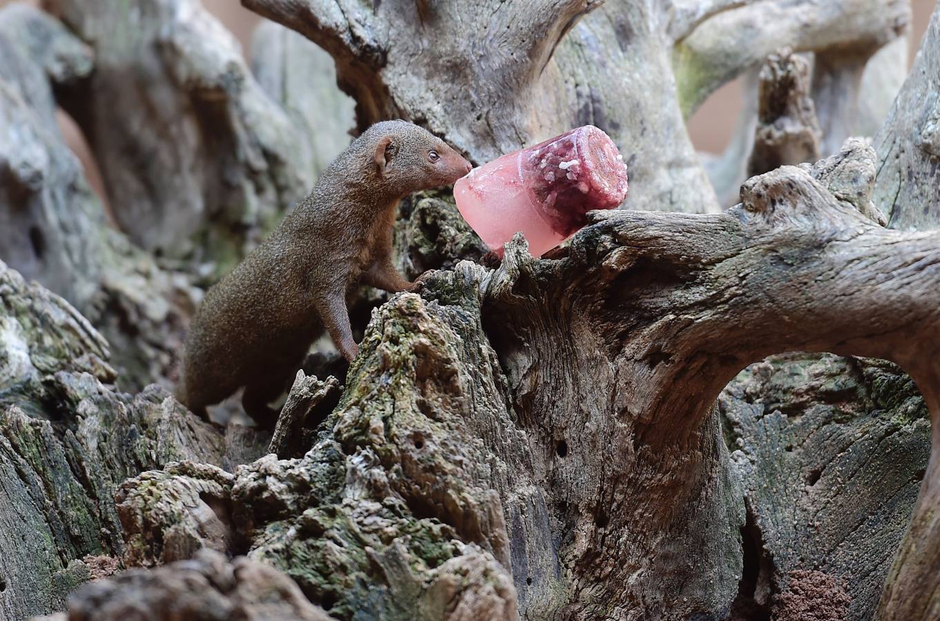 Fotos de los animales del Bioparc de Valencia en verano
