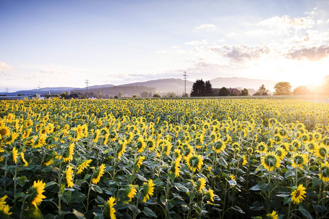 Vista de un campo de girasoles al amanecer cerca de Thun, en Kiesen (Suiza) hoy, 30 de julio de 2016. EFE/Manuel Lopez