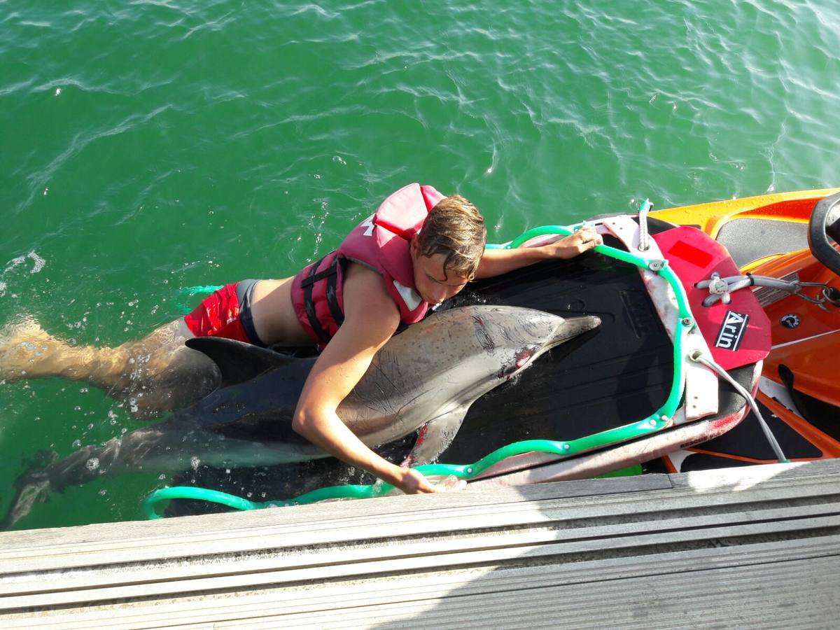 Fotos del delfín varado en la playa del Cabanyal