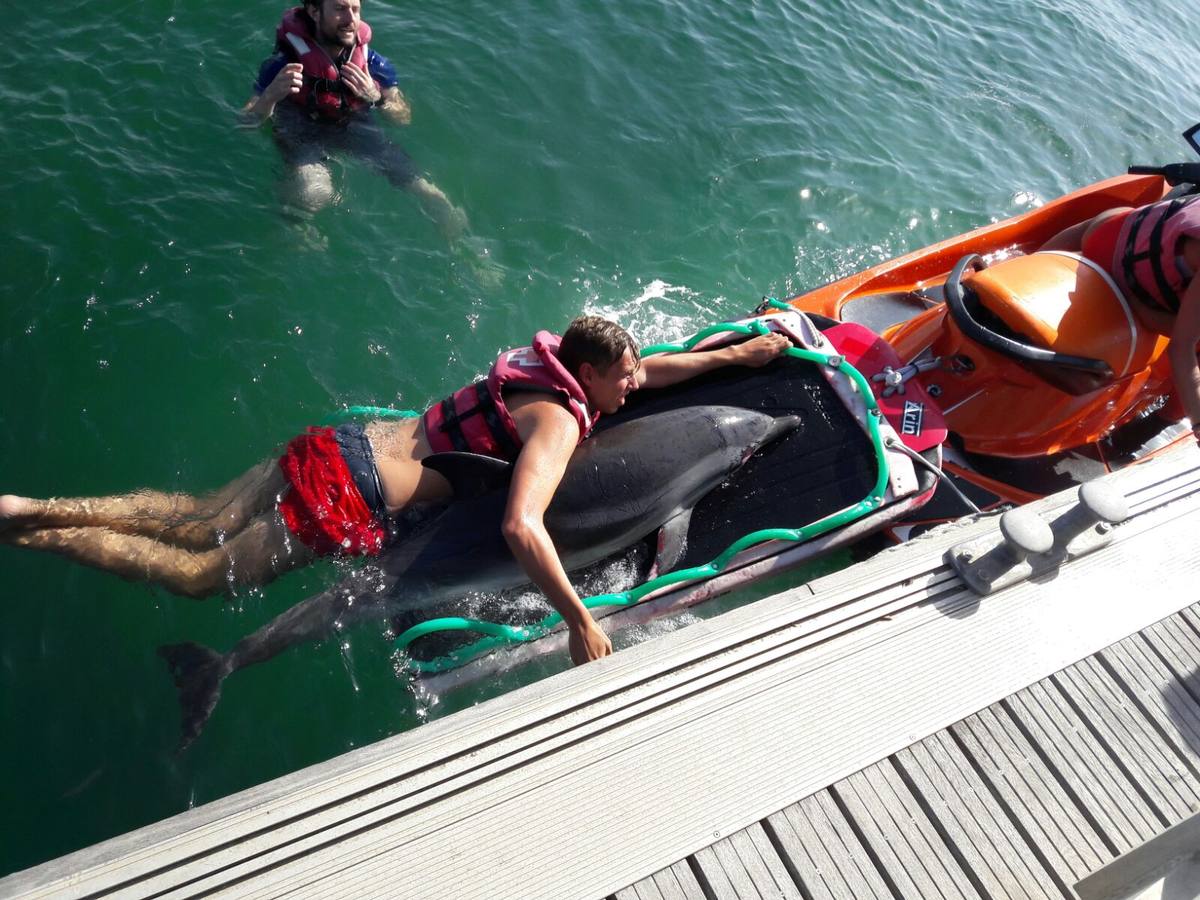 Fotos del delfín varado en la playa del Cabanyal