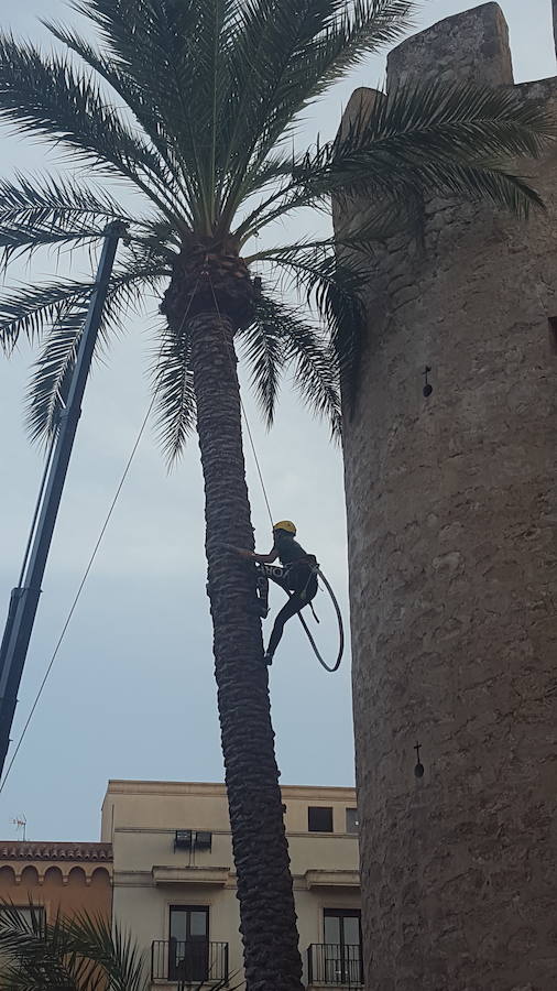 El certamen de trepa de palmera repite ganadores en Elche