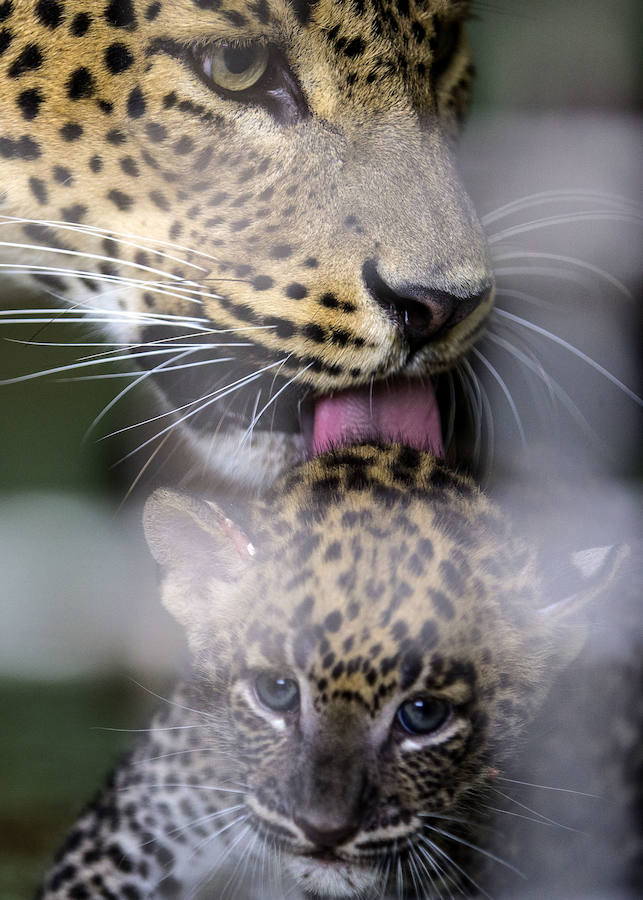 Fotos del &#039;babyboom&#039; en el Bioparc