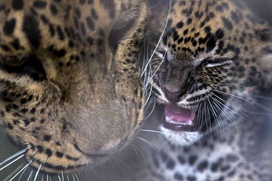 Fotos del &#039;babyboom&#039; en el Bioparc