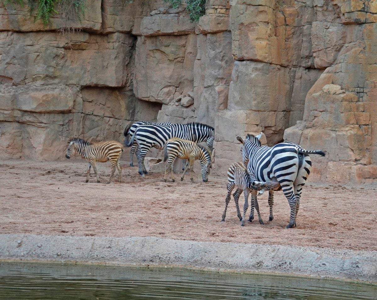 Cebras nacidas en el Bioparc.