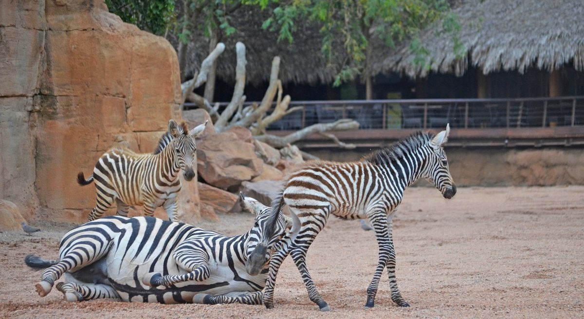 Cebras nacidas en el Bioparc.
