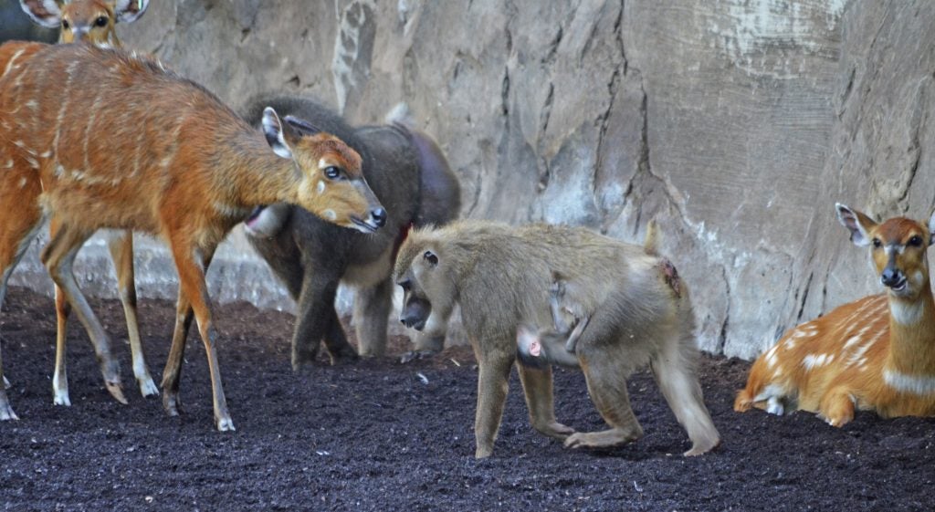 Cría de dril nacida en el Bioparc.