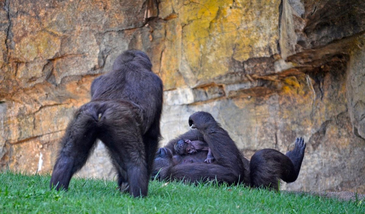 Cría de gorila nacida en el Bioparc.