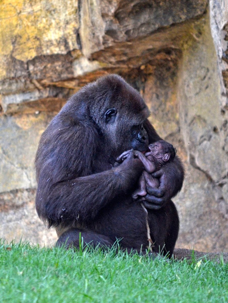 Cría de gorila nacida en el Bioparc.