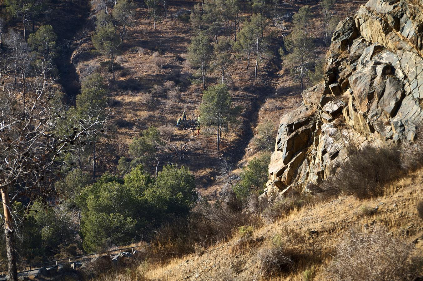 Medio Ambiente talará más de un millar de pinos en San Miguel