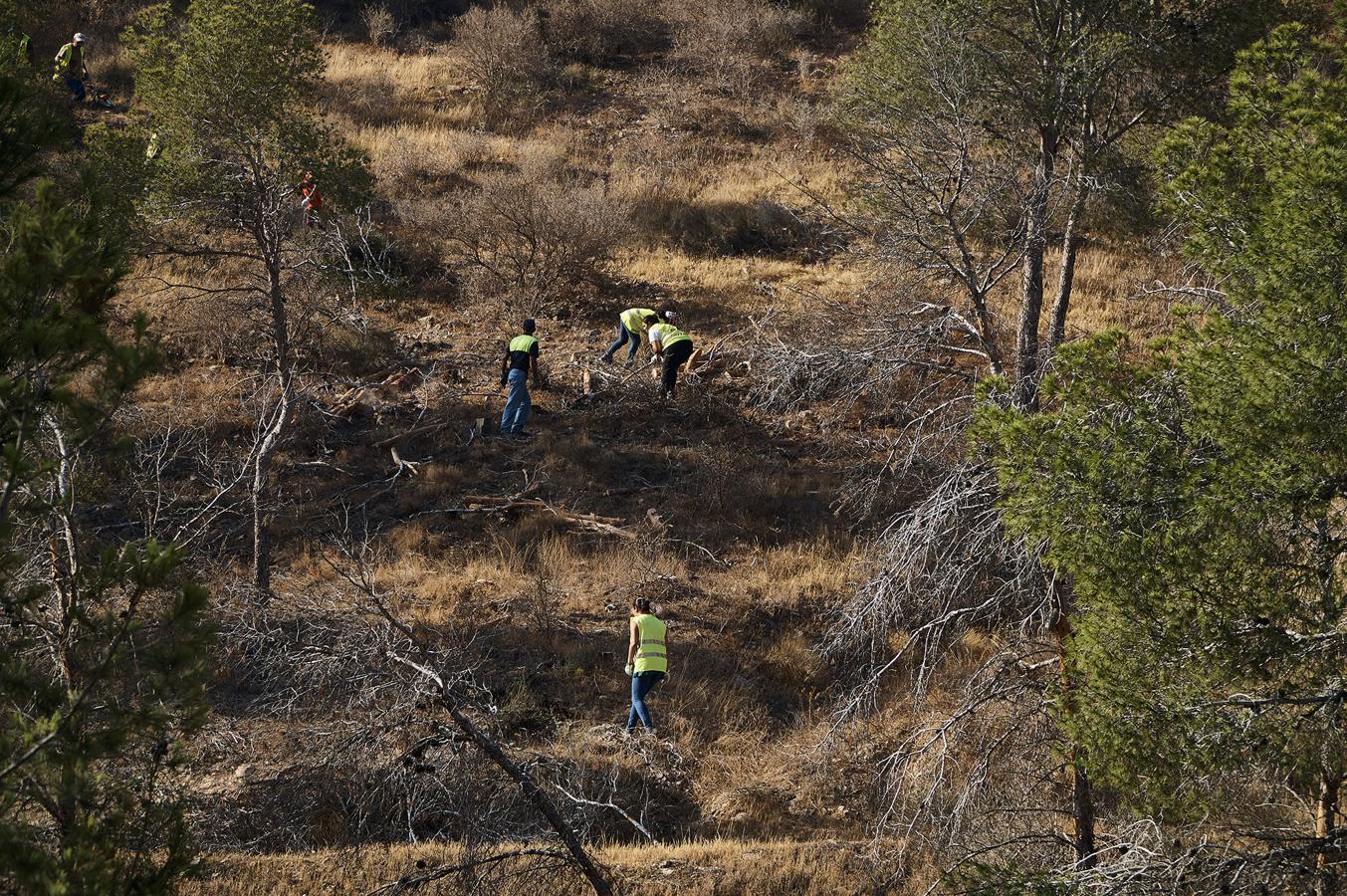 Medio Ambiente talará más de un millar de pinos en San Miguel