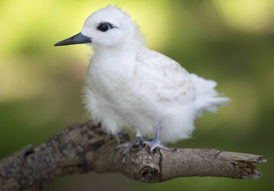 Fotos de Papahanaumokuakea, el mayor paraíso del planeta