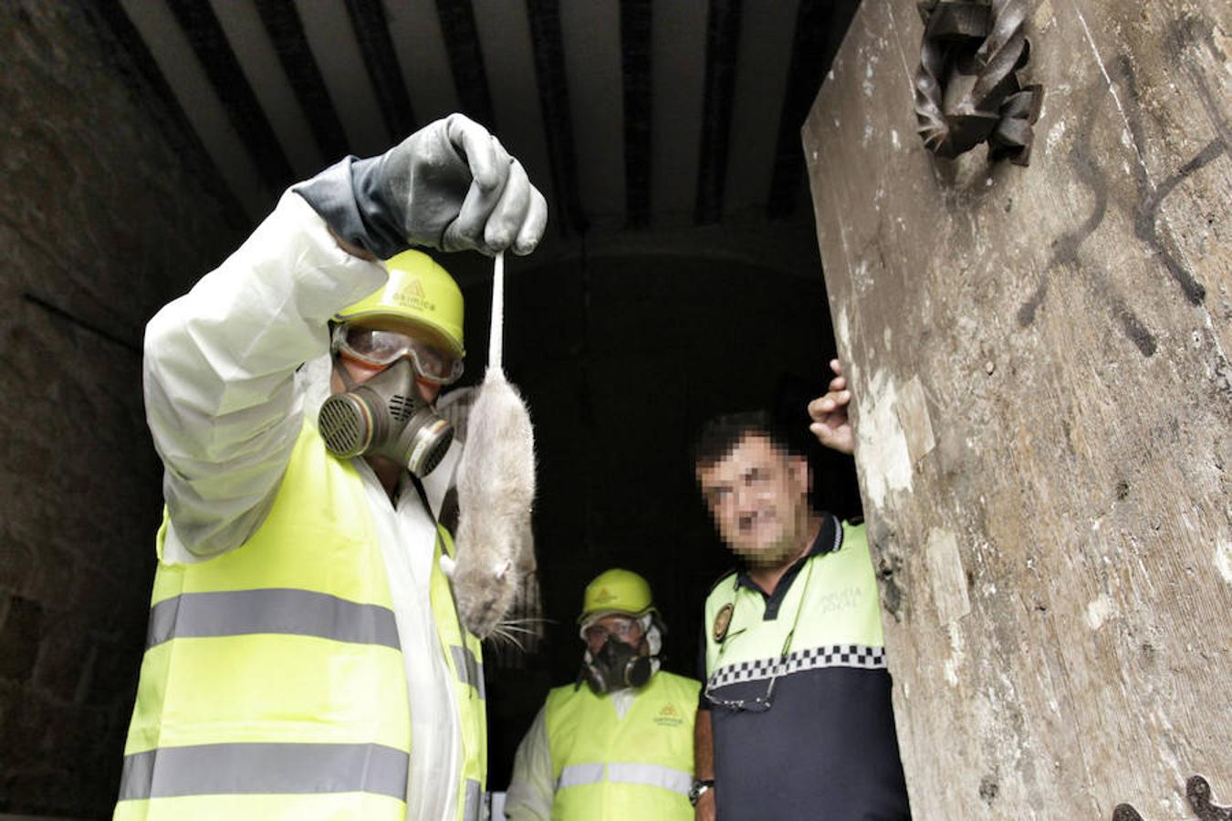 El Ayuntamiento de Alicante actúa sobre el foco de ratas de Miguel Soler