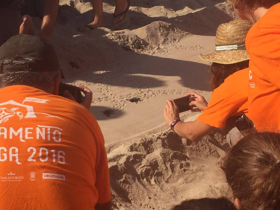 Fotos del nacimiento de las tortugas boba en Valencia