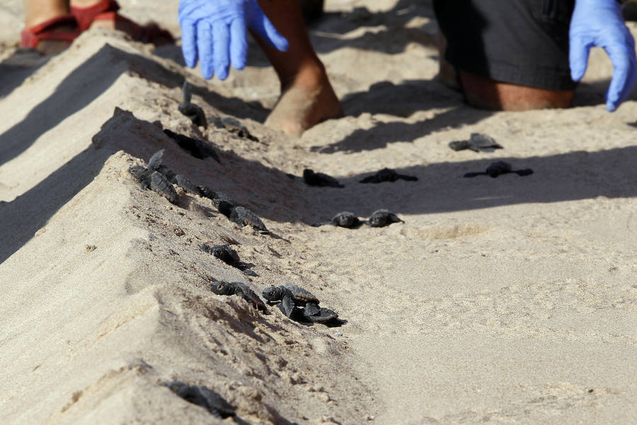 Fotos del nacimiento de las tortugas boba en Valencia