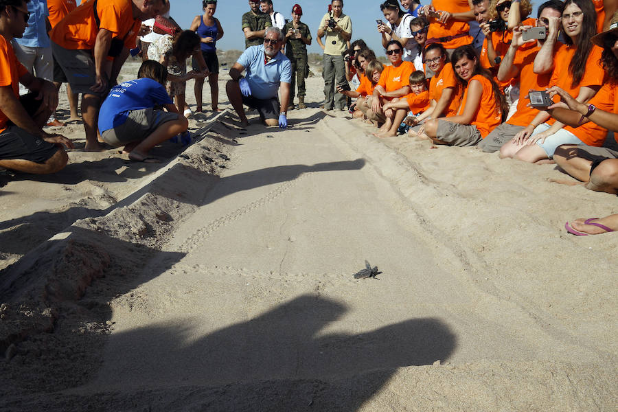 Fotos del nacimiento de las tortugas boba en Valencia