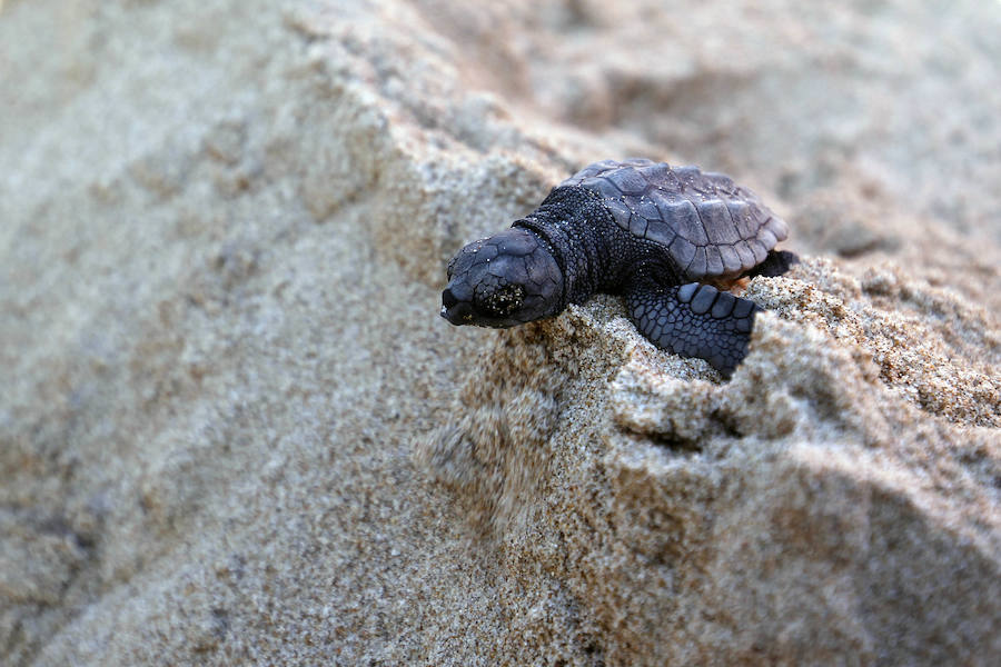 Fotos del nacimiento de las tortugas boba en Valencia
