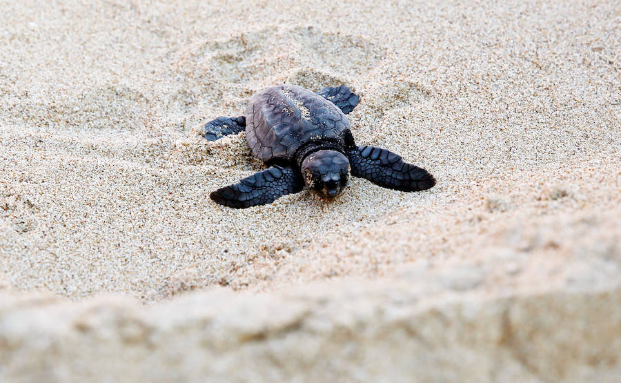 Fotos del nacimiento de las tortugas boba en Valencia