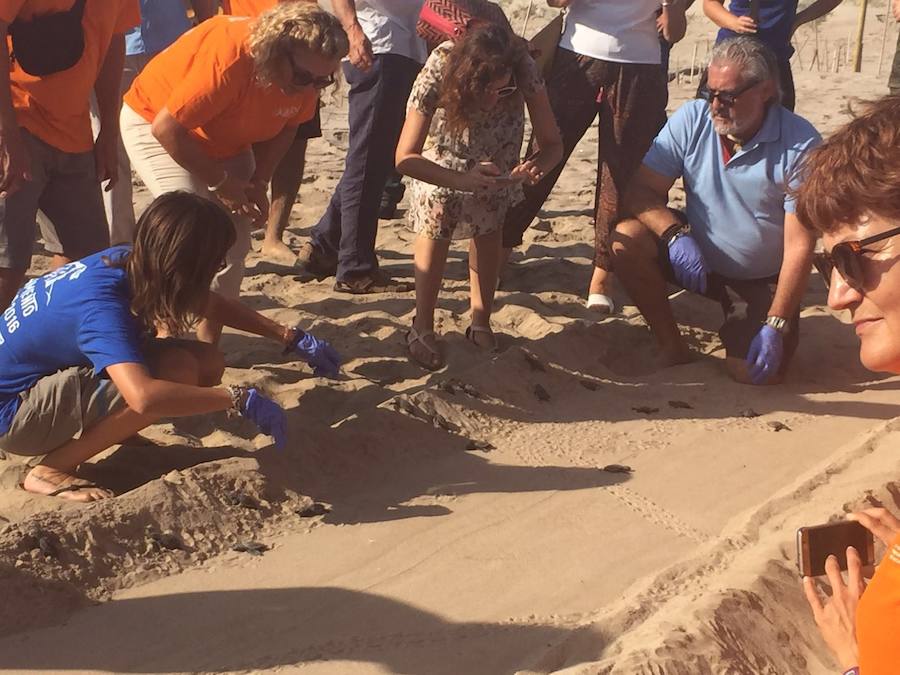 Fotos del nacimiento de las tortugas boba en Valencia