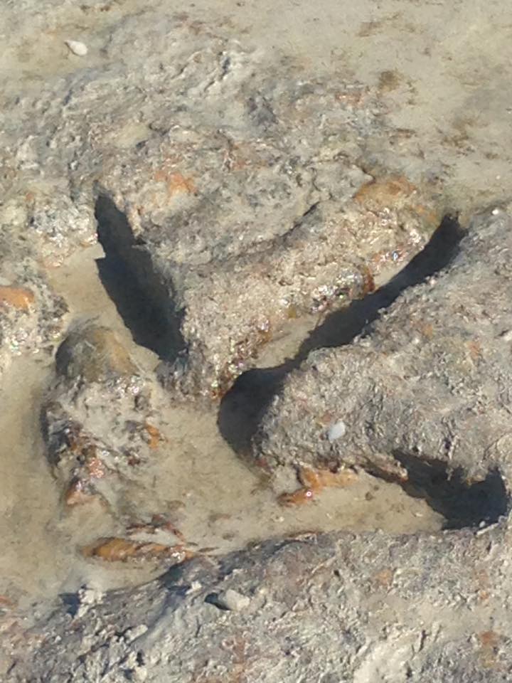 Fotos de las huellas de dinosaurio encontradas en Australia