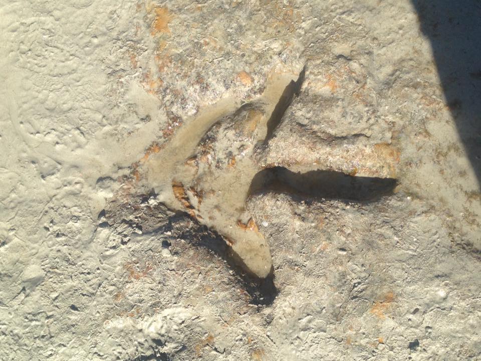 Fotos de las huellas de dinosaurio encontradas en Australia