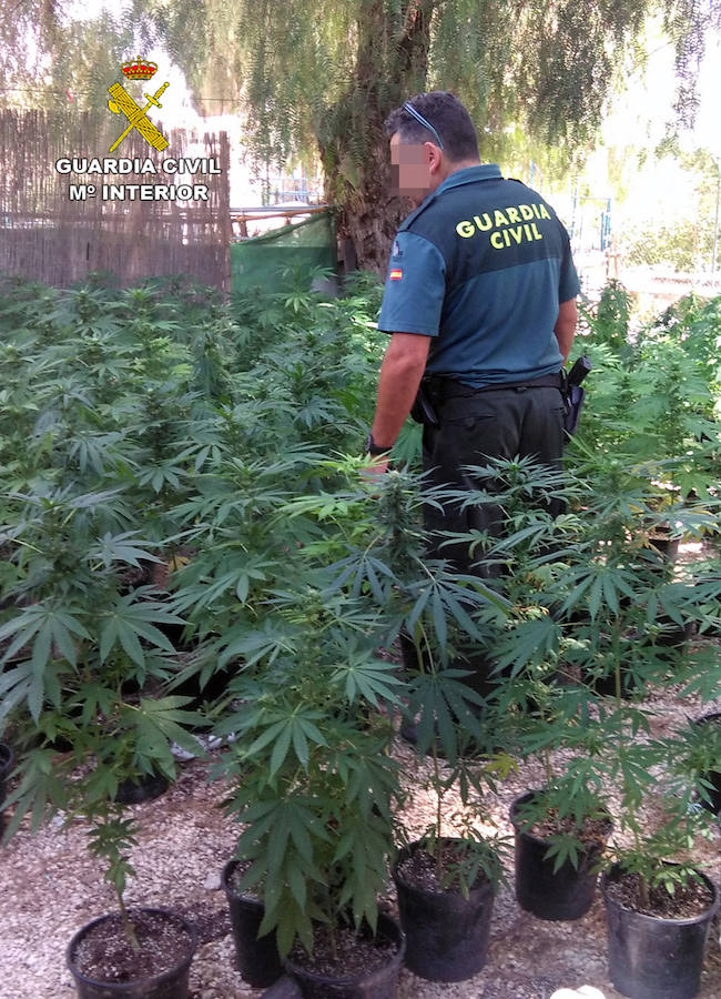 Incautación de más de un millar de plantas de marihuana