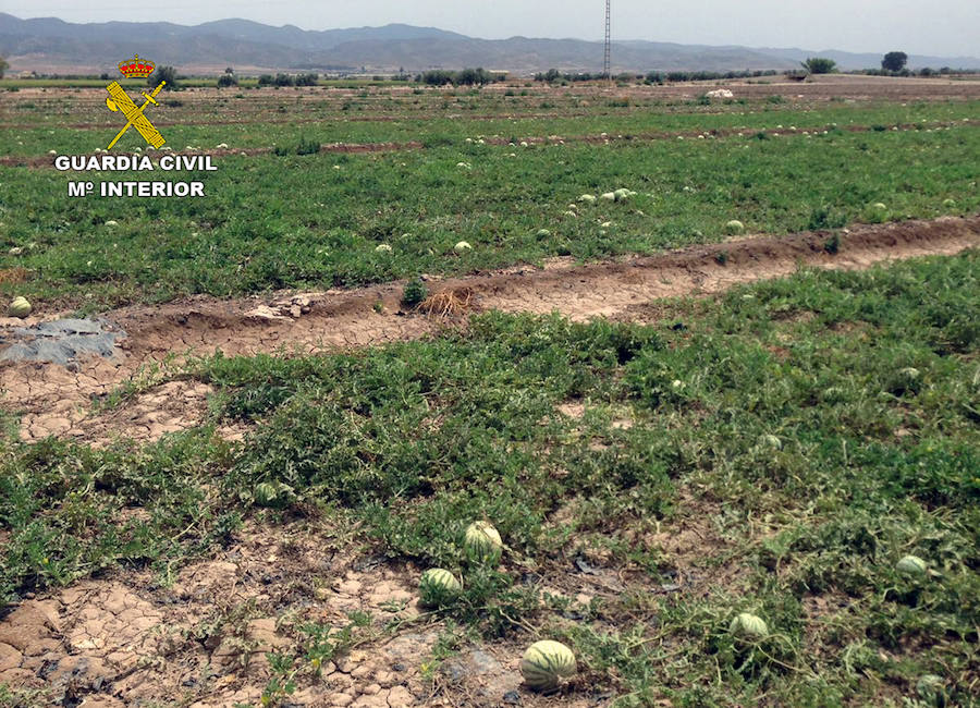 Ocho detenidos por robar 4000 kilos de sandía