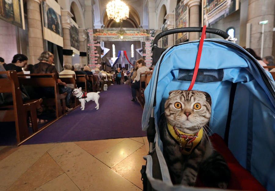 Pintoresca bendición de animales en una iglesia de Niza