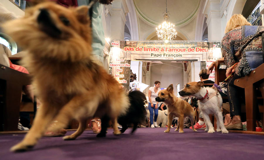 Pintoresca bendición de animales en una iglesia de Niza