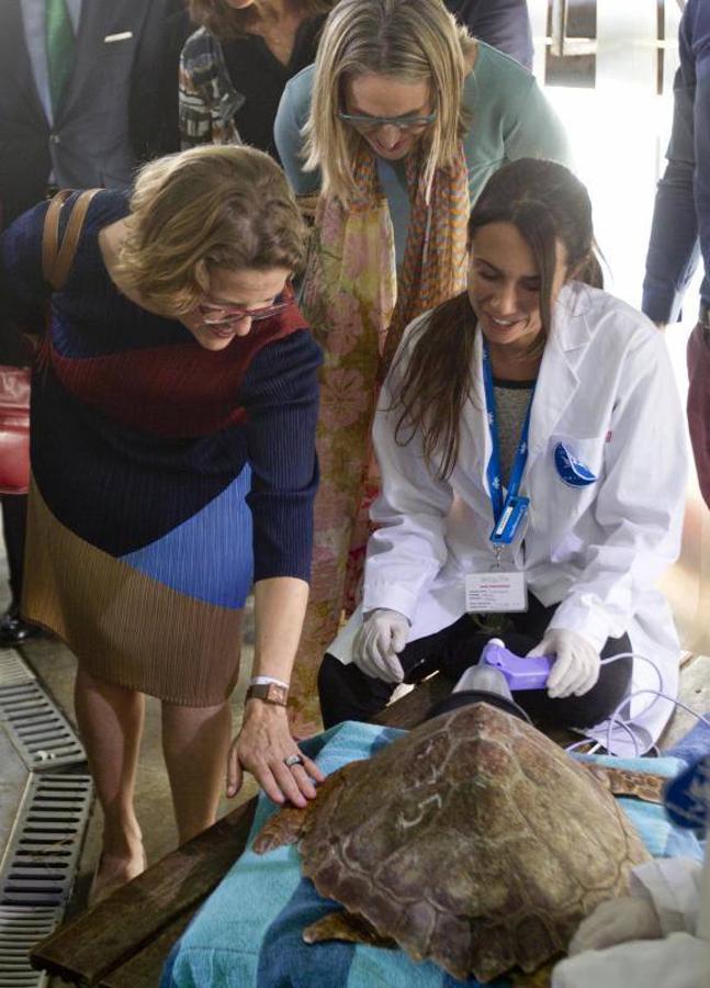 La Fundación Oceanogràfic nace para investigar y conservar el medio marino