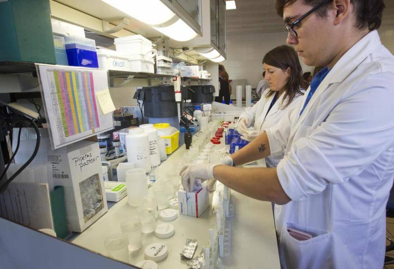 La Fundación Oceanogràfic nace para investigar y conservar el medio marino