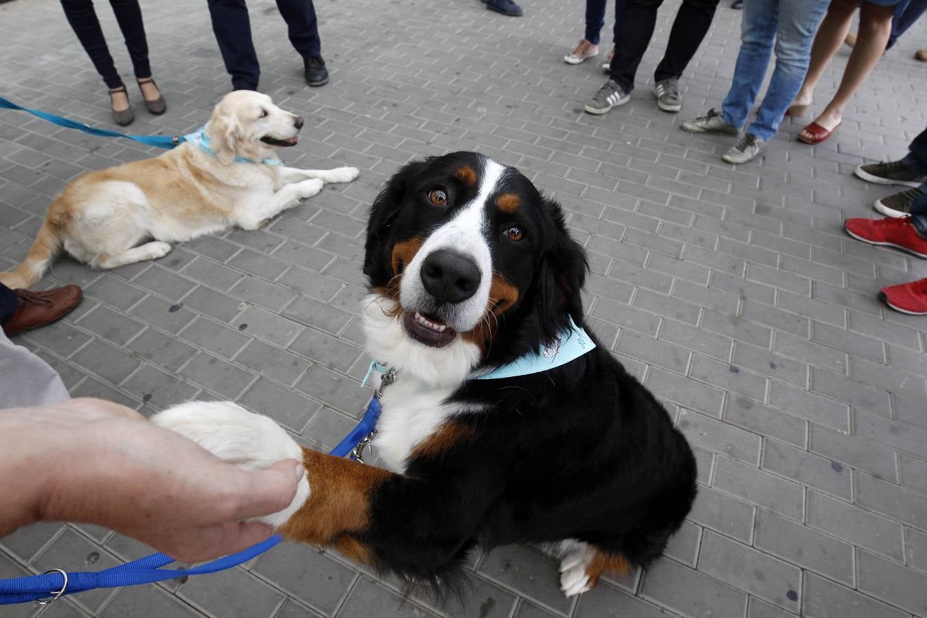 Fotos del programa de adopción de perros por parte de niños hospitalizados