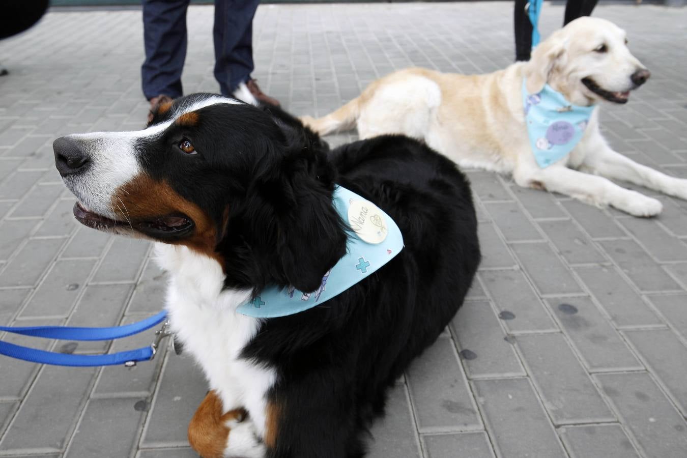 Fotos del programa de adopción de perros por parte de niños hospitalizados