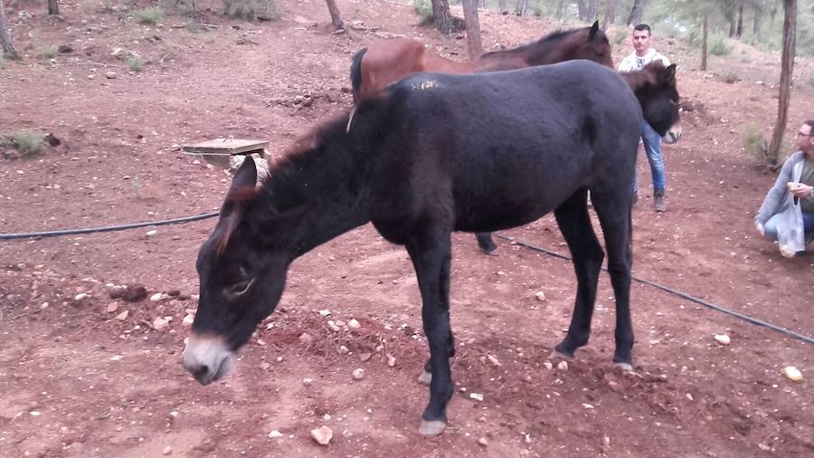 Imágenes de los bisontes de Valdeserrillas