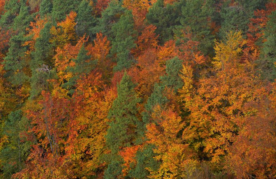 Los colores del otoño