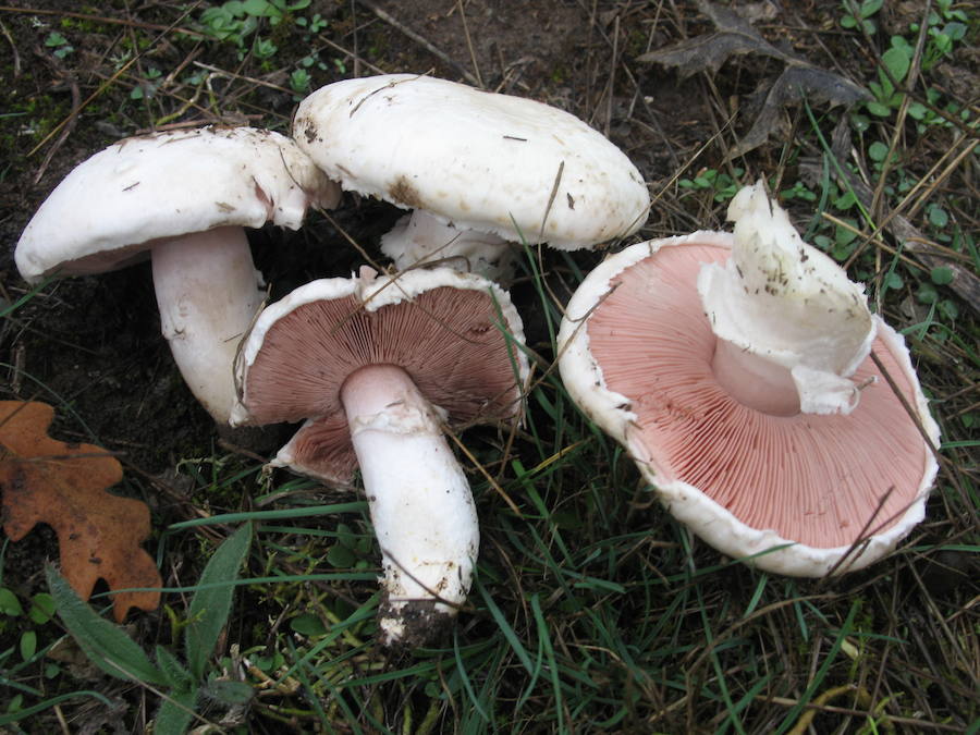 Agaricus campestris/ Campiñón silvestre conocido como Morena.