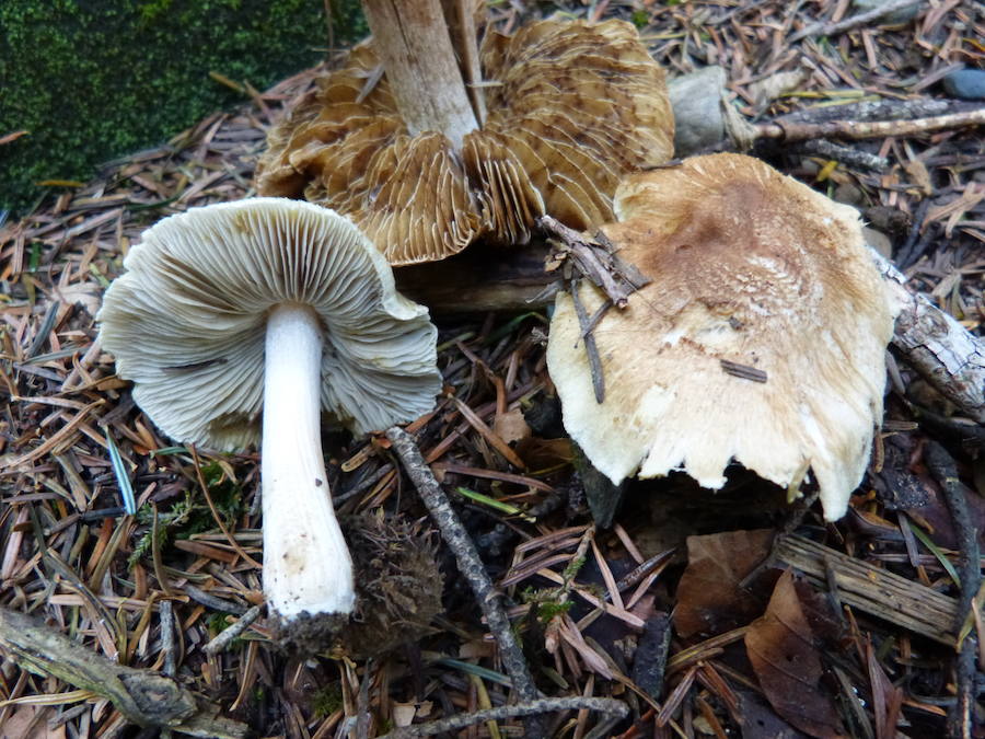 Inocybe gr rimosa