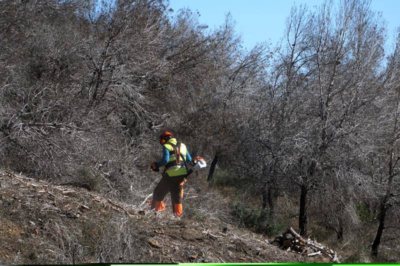 Conselleria quita los pinos secos de la zona más peligrosa de la sierra de Orihuela