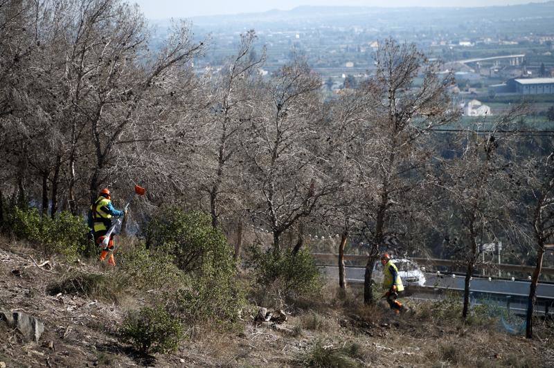 Conselleria quita los pinos secos de la zona más peligrosa de la sierra de Orihuela